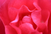jemné růžové růže