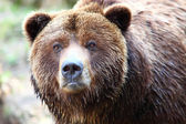 hnědý medvěd grizzly