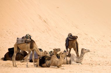 Camels in desert clipart