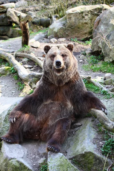 Grizzly bear poseren — Stockfoto