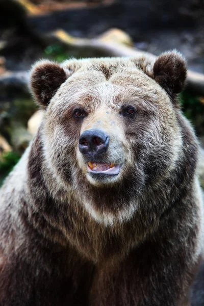 Grizzly bear — Stockfoto