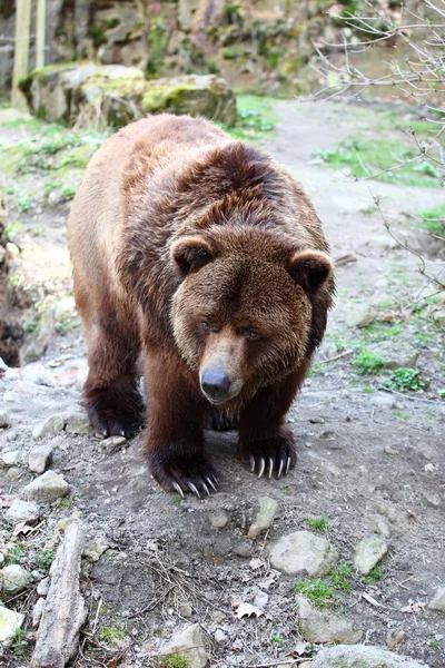 Grizzlybjörn — Stockfoto