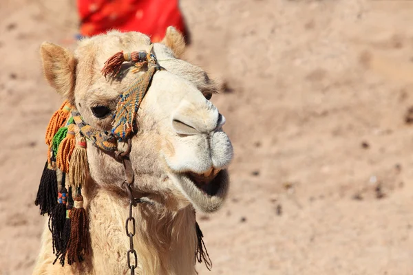 Camelo de close-up — Fotografia de Stock