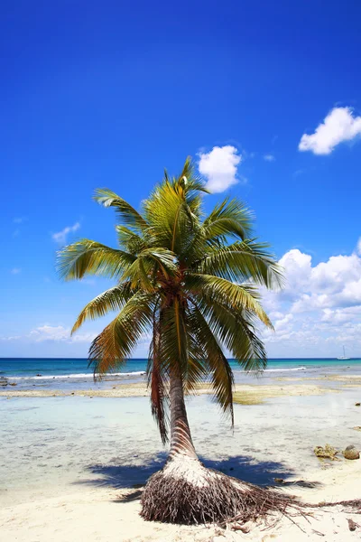 Palmboom op het strand — Stockfoto