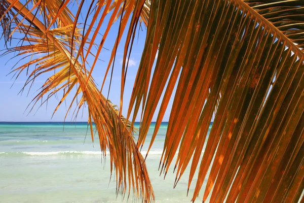 Plajda palmiye dalı — Stok fotoğraf