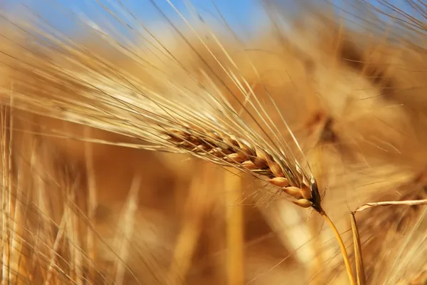 小麦的耳朵的特写 — 图库照片