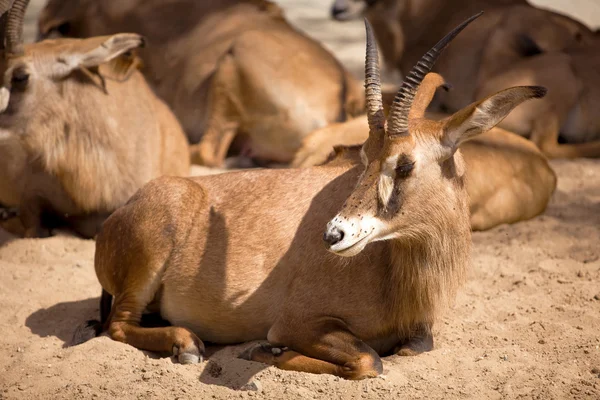 stock image Antelopes