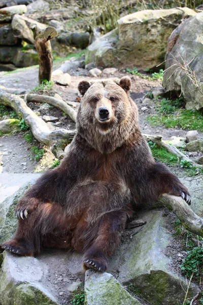 Grizzly bear poseren Rechtenvrije Stockafbeeldingen
