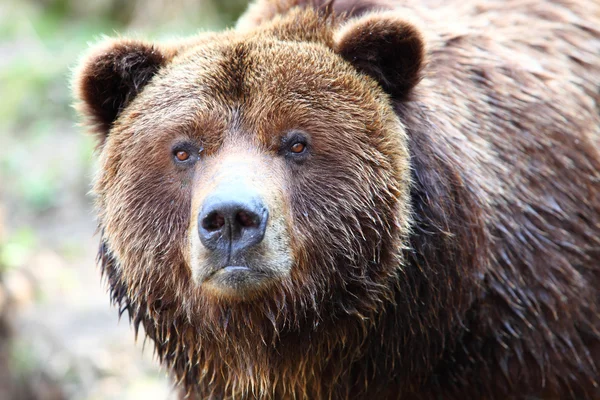 Brown grizzly bear Stock Image