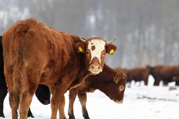 Vaches et neige Photos De Stock Libres De Droits