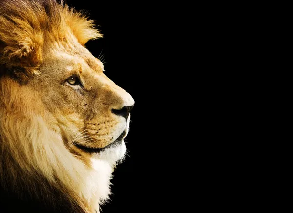 Retrato de leão Fotografia De Stock