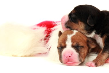 Two puppies in Santa cap clipart