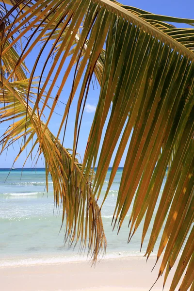 Plajda palmiye dalı — Stok fotoğraf