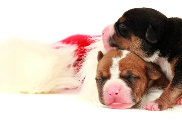 Due cuccioli a Babbo Natale — Foto Stock