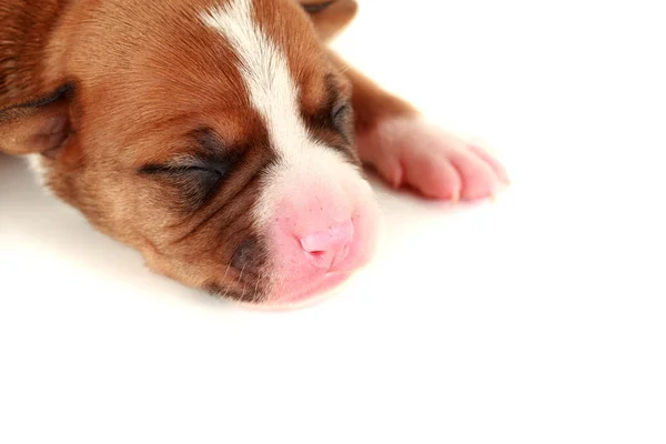 Cachorro recém-nascido — Fotografia de Stock