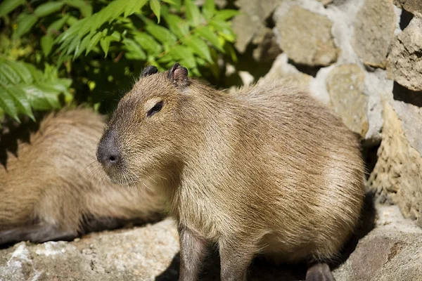 Capibara — Stock fotografie