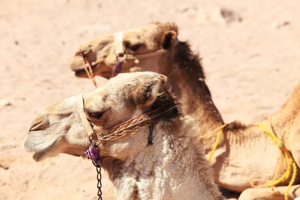 Due cammelli — Foto Stock