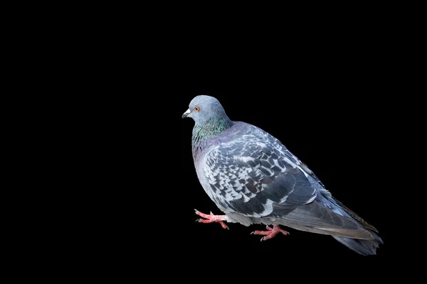 Pigeon Photo De Stock