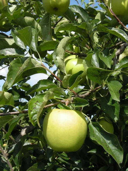 Stock image Green apple