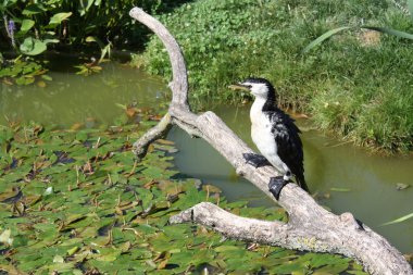 Cormorant magpie clipart