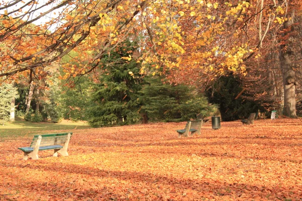 Bänke im Unterholz im Herbst — Stockfoto