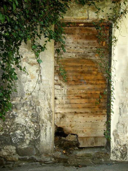Old medieval door in ivy — Stock Photo, Image