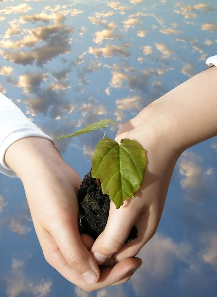 Tree grows in the hands of child — Stock Photo, Image