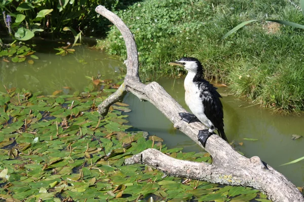 Tarte à cormoran Photo De Stock