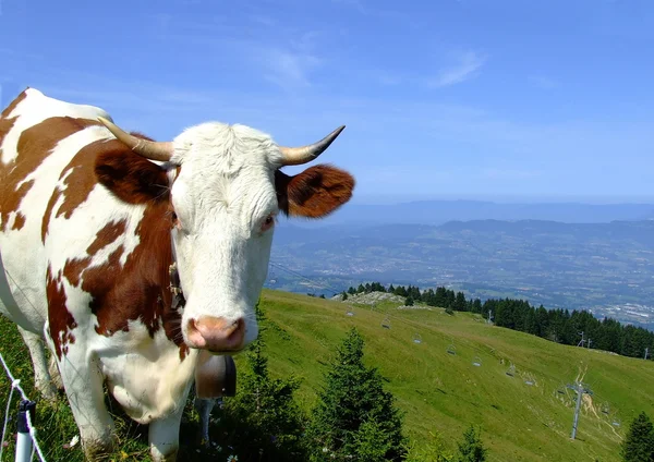 stock image Mountain cow