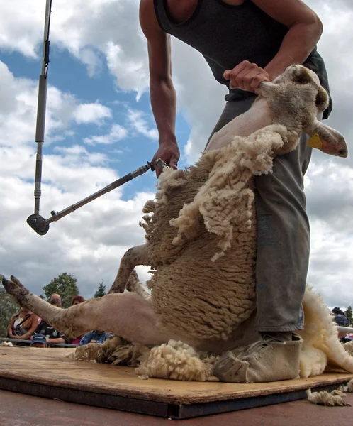 Tosquia de ovinos Fotografias De Stock Royalty-Free