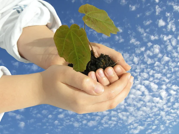 Little tree in hands of child Stock Image