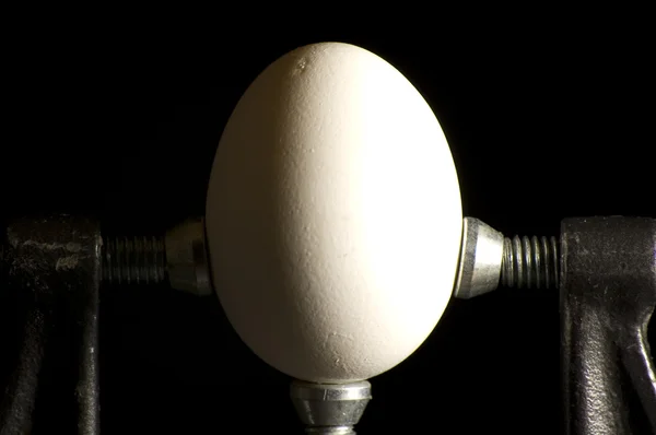 Αυγό μέγγενη ΙΙΙ — Φωτογραφία Αρχείου