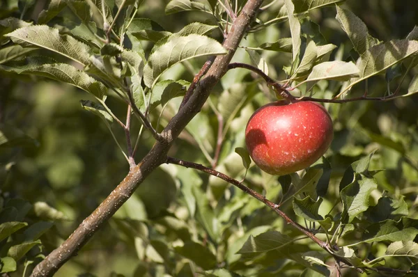 Apple в дерево Стокове Фото