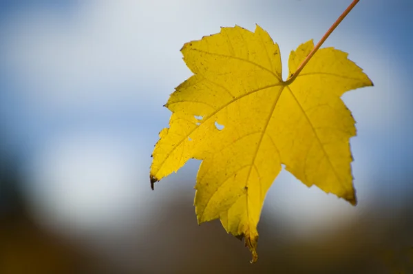 황금 단풍 잎 스톡 사진