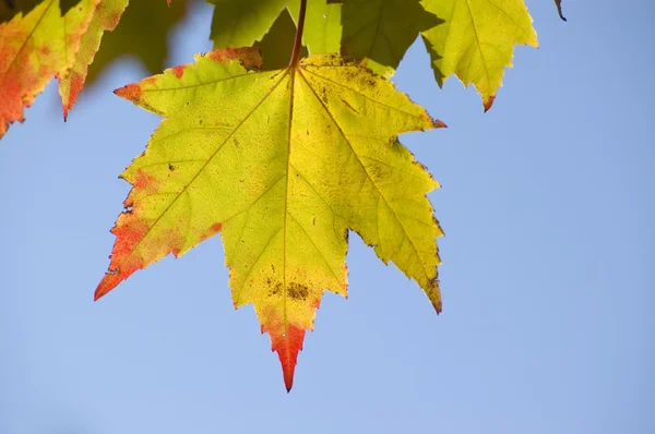 Maple leaf kırmızı uç