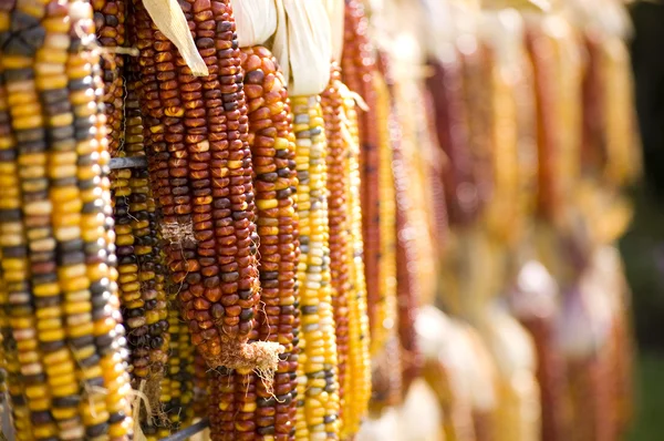 Indian corn perspektywy Zdjęcie Stockowe