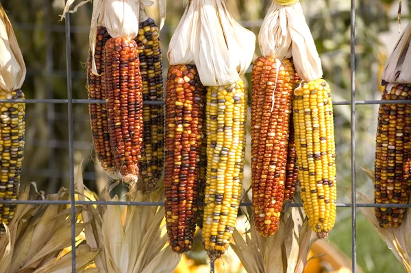 Indian corn na płot Obrazek Stockowy