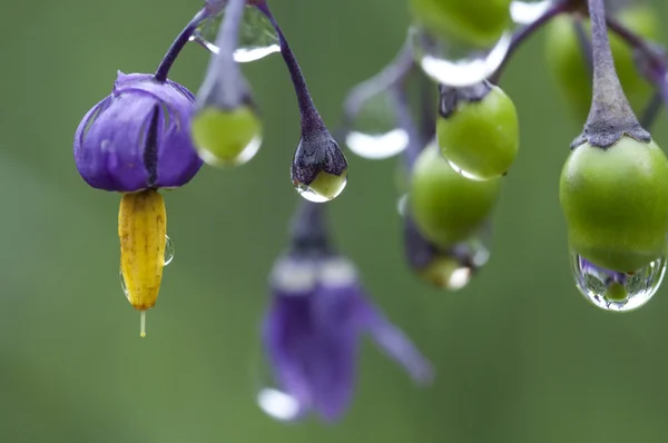 stock image Nightshade - Solanum dulcamara