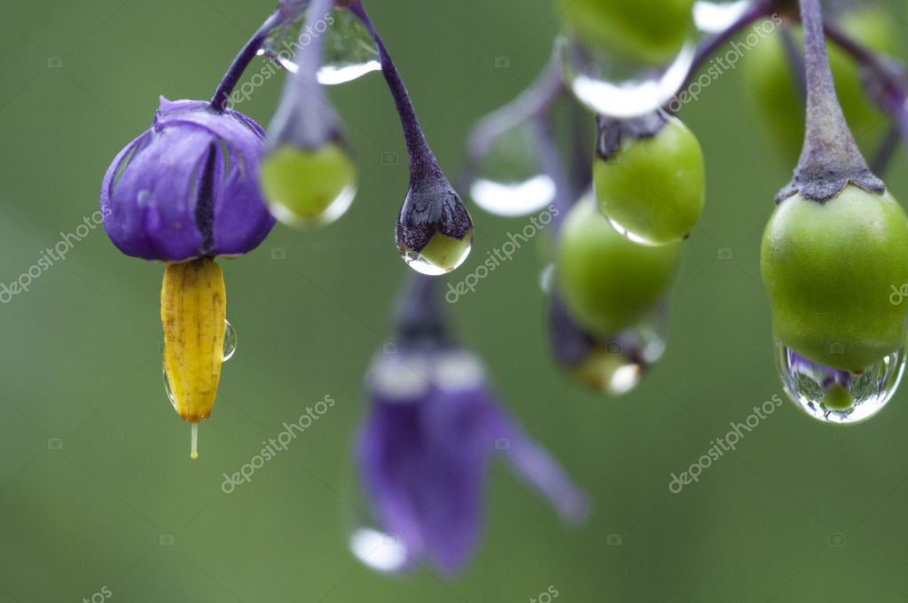 Nightshade Solanum Dulcamara Stock Photo C Yogibehr