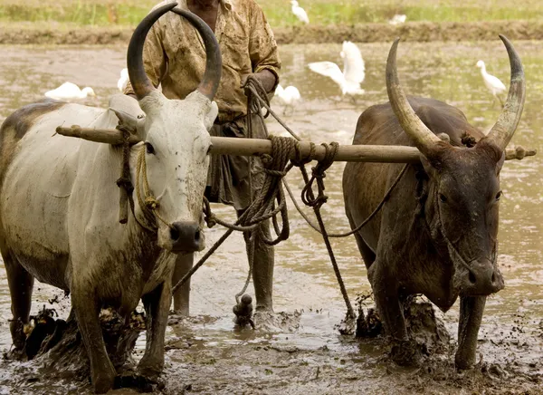 Búfalo de agua arando un campo —  Fotos de Stock
