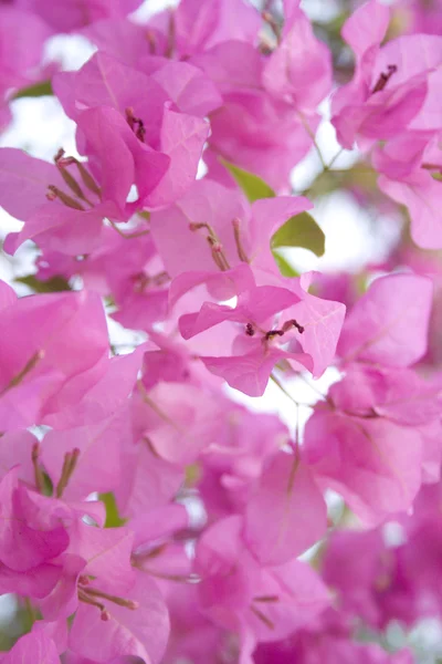 Zonlicht roze bougainville — Stockfoto