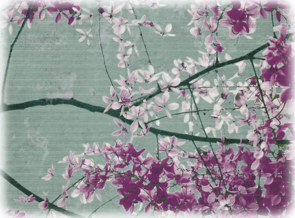 Purpurowe i białe kwiaty kwitnąć — Zdjęcie stockowe