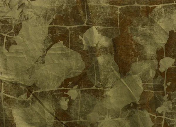 Kleine Schrägblätter bloby bougainveillea — Stockfoto