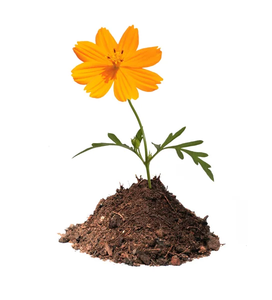 Flor naranja en montículo de tierra —  Fotos de Stock