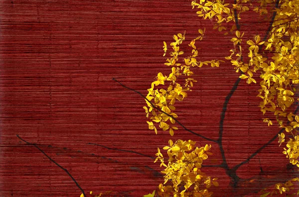 Arany zuhanyzó fa blossom — Stock Fotó