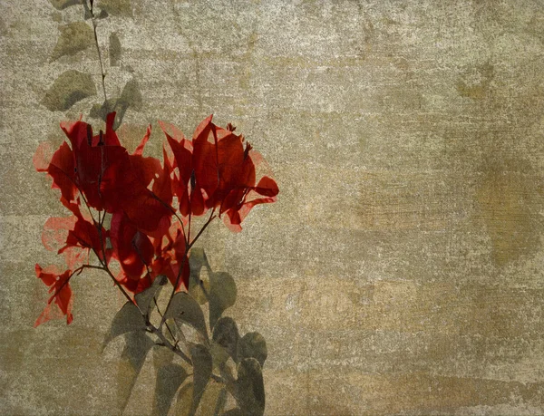 Červené popínavé rostliny na oblačno sádry — Stock fotografie