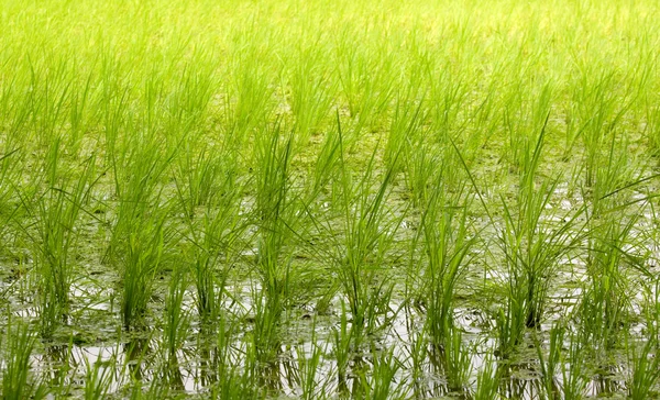Ryżu niełuskanego dziedzinie tło — Zdjęcie stockowe