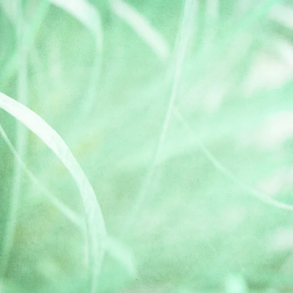 Misty green grass background — Stock Photo, Image