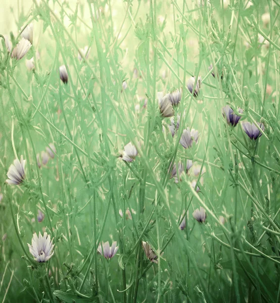 Wildblumen-Kunstdruck auf Papier — Stockfoto
