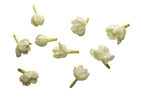 Kolekcja jaśmin kwiat na białym tle — Zdjęcie stockowe